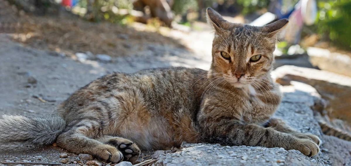 Krispy, Mixed Breed for adoption at Syros Cats, Syros