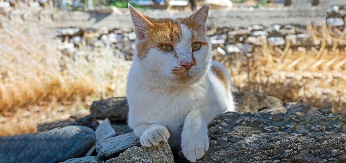 Eric, Mixed Breed for adoption at Syros Cats, Syros