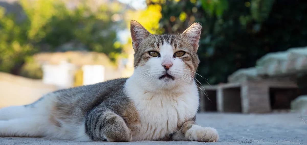 Sandy, Mixed Breed for adoption at Syros Cats, Syros