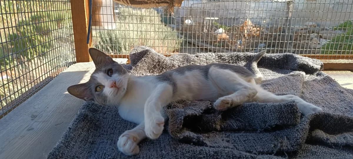 Sven, Mixed Breed for adoption at Syros Cats, Syros