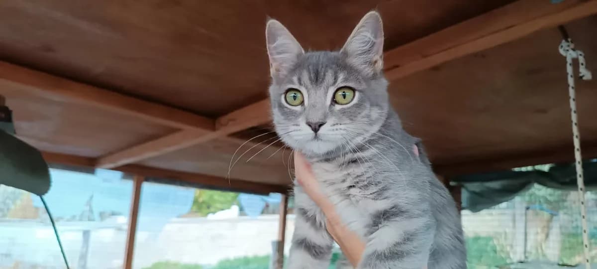 Otis, Mixed Breed for adoption at Syros Cats, Syros