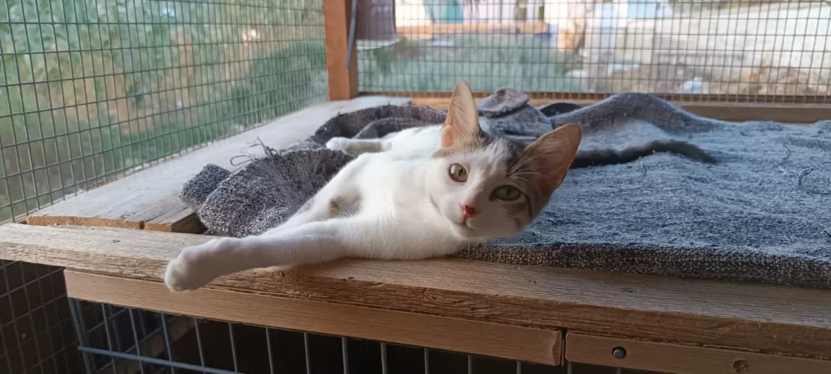 Frankie, Mixed Breed for adoption at Syros Cats, Syros
