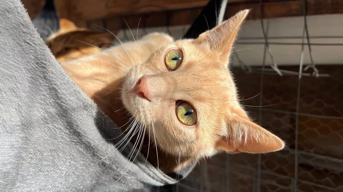 Comet, Mixed Breed for adoption at Syros Cats, Syros