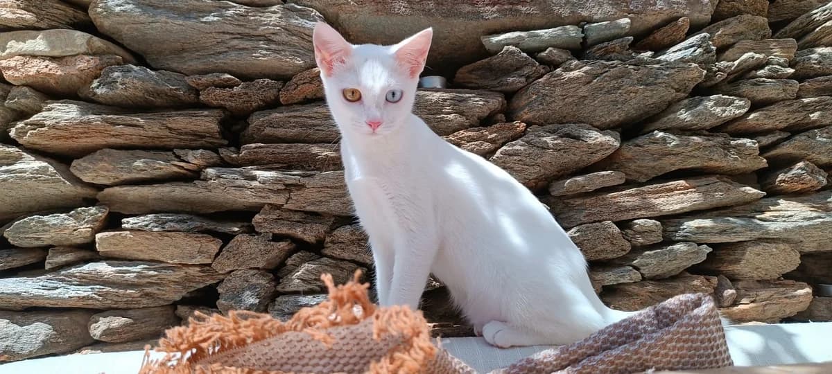 Hestia, Mixed Breed for adoption at Syros Cats, Syros