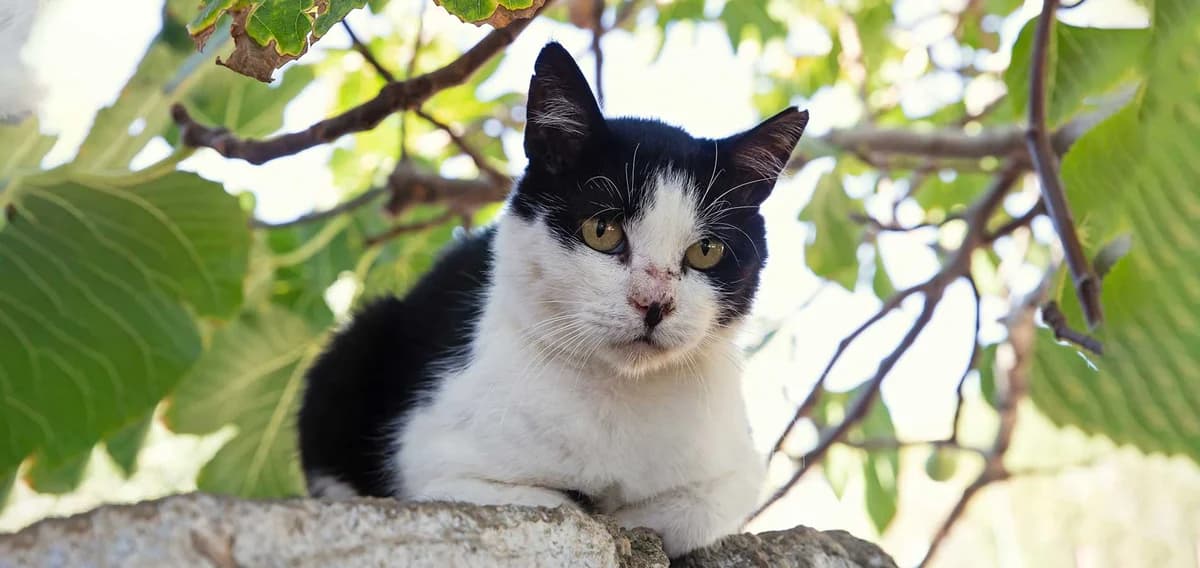 Smidget, Mixed Breed for adoption at Syros Cats, Syros