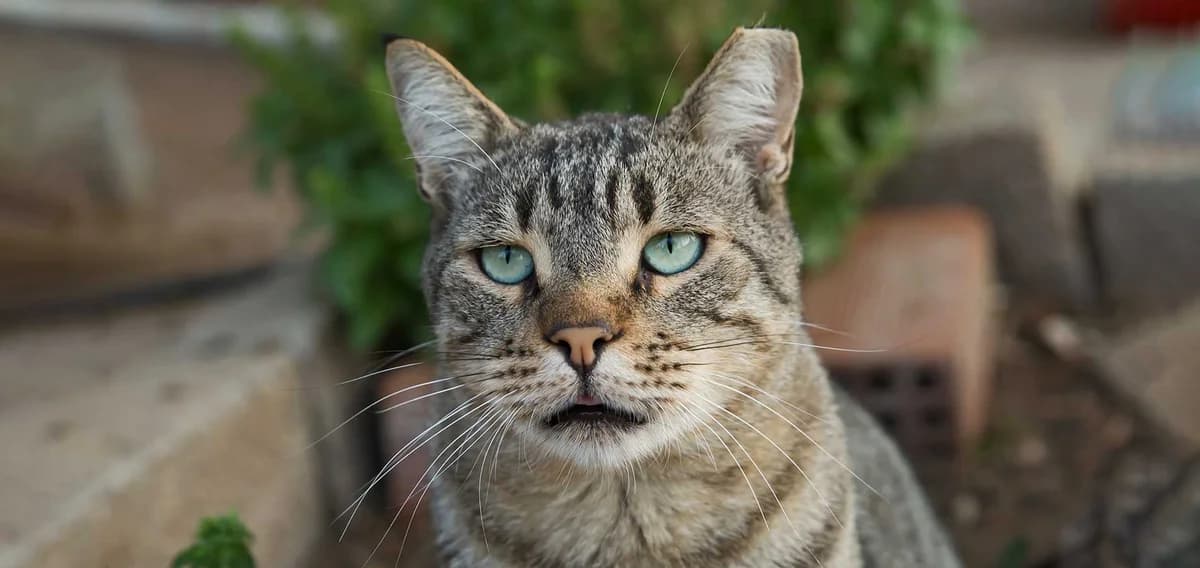 Dappy, Mixed Breed for adoption at Syros Cats, Syros