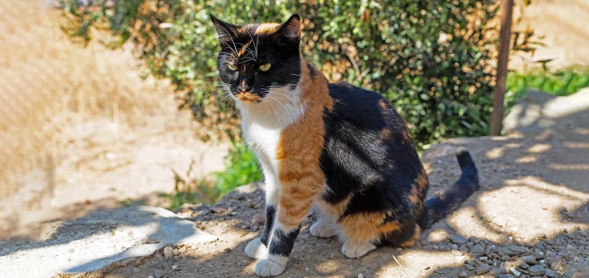 Brida, Mixed Breed for adoption at Syros Cats, Syros