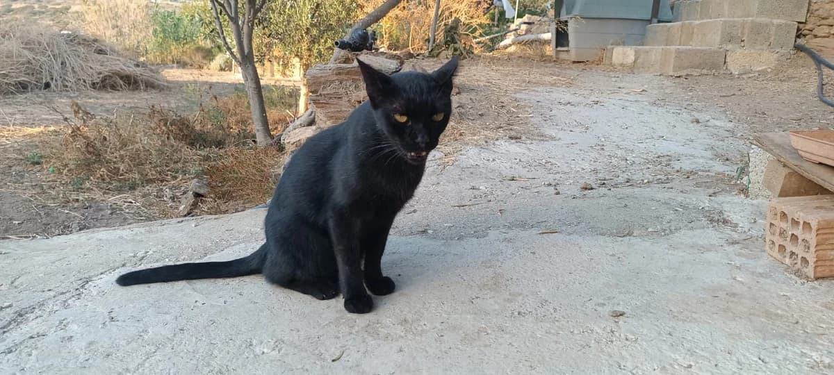 CC (Chatty Cat), Mixed Breed for adoption at Syros Cats, Syros