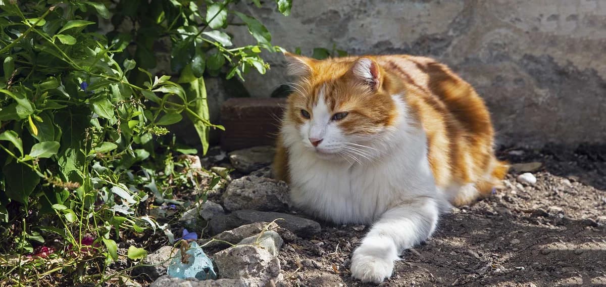 Ginger, Mixed Breed for adoption at Syros Cats, Syros