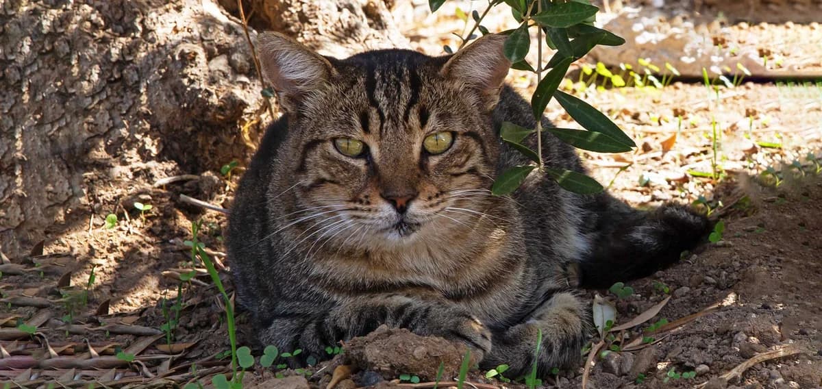 Golden Eye, Mixed Breed for adoption at Syros Cats, Syros