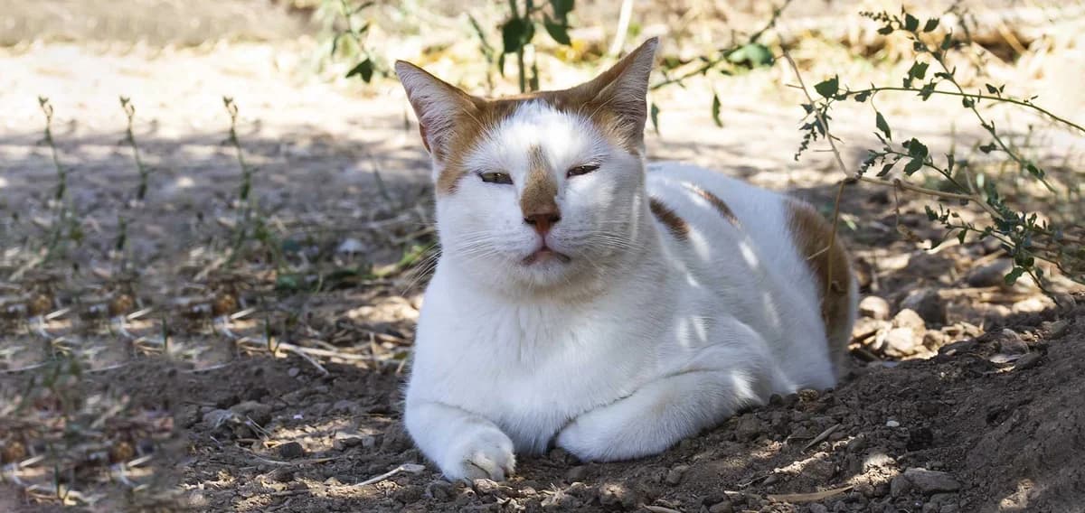 Jaffa, Mixed Breed for adoption at Syros Cats, Syros