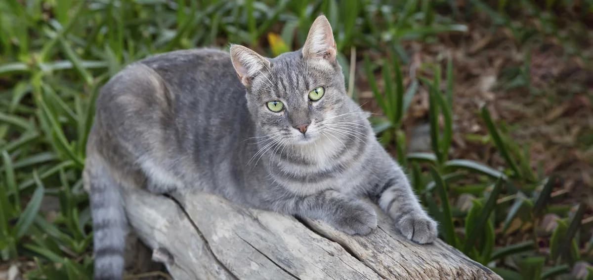 Zeta, Mixed Breed for adoption at Syros Cats, Syros