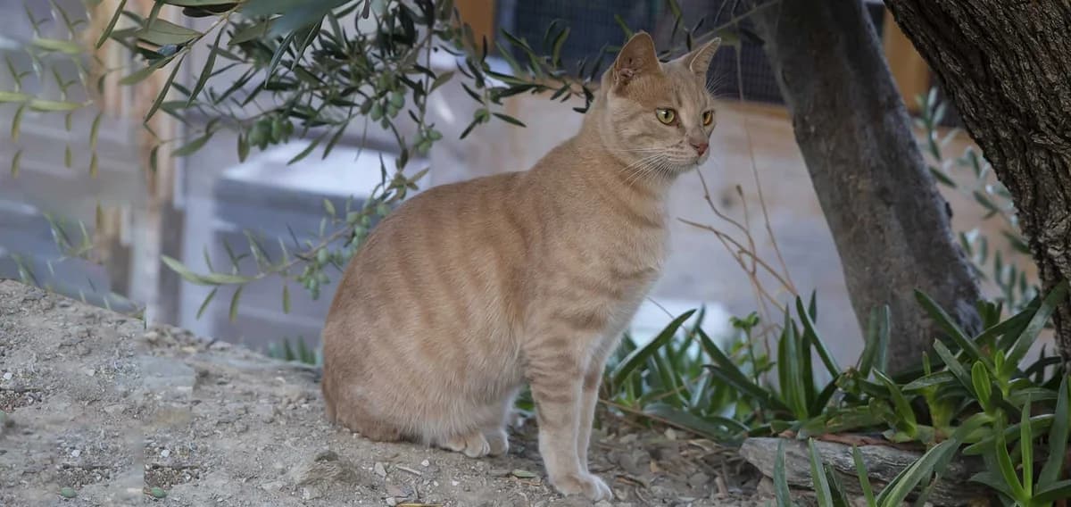 Eta, Mixed Breed for adoption at Syros Cats, Syros
