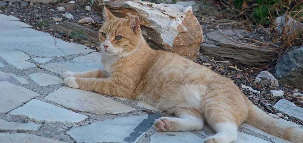 Orlando, Mixed Breed for adoption at Syros Cats, Syros