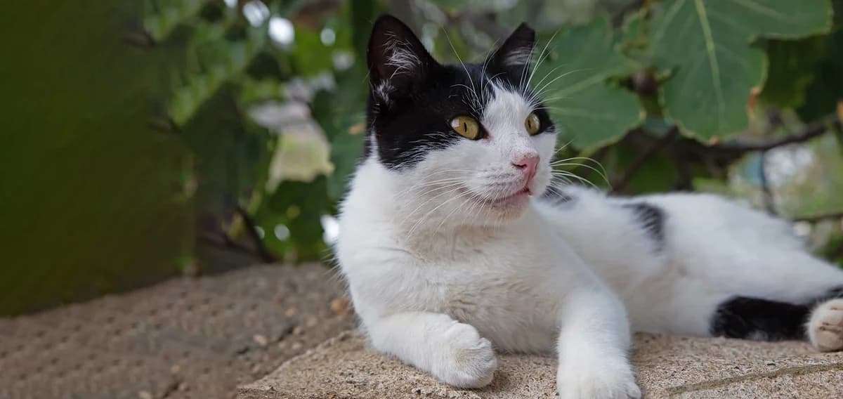 Momo, Mixed Breed for adoption at Syros Cats, Syros