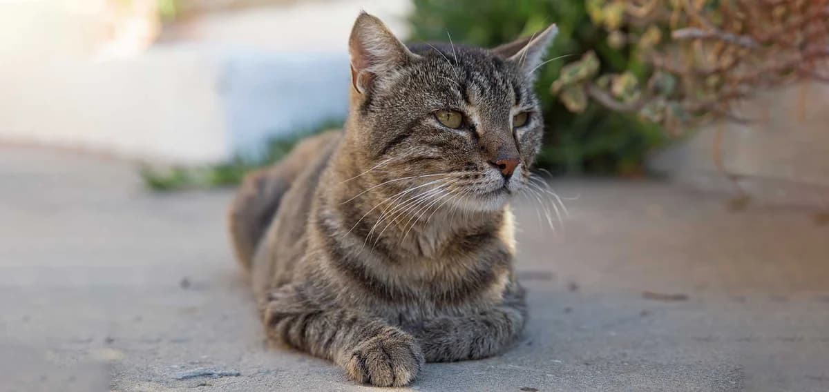 Erwin, Mixed Breed for adoption at Syros Cats, Syros