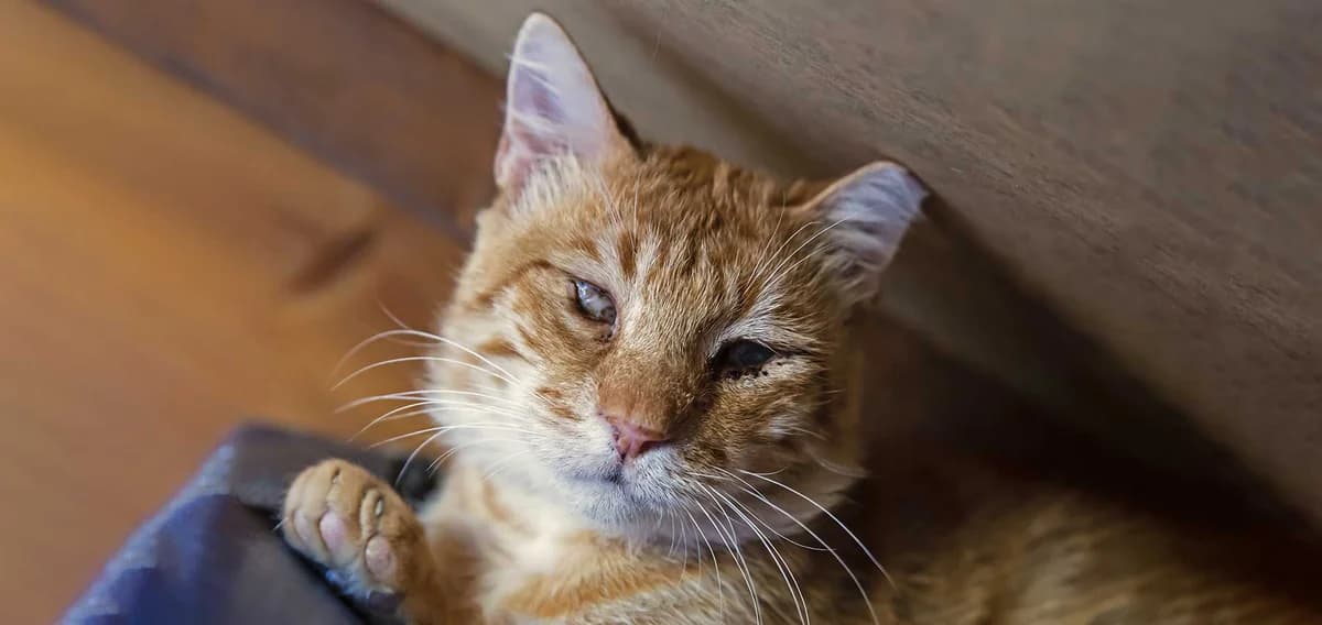 Mobi, Mixed Breed for adoption at Syros Cats, Syros