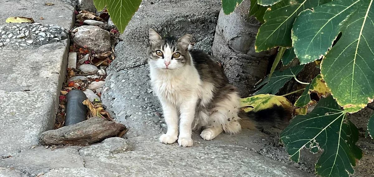 Toula, Mixed Breed for adoption at Syros Cats, Syros