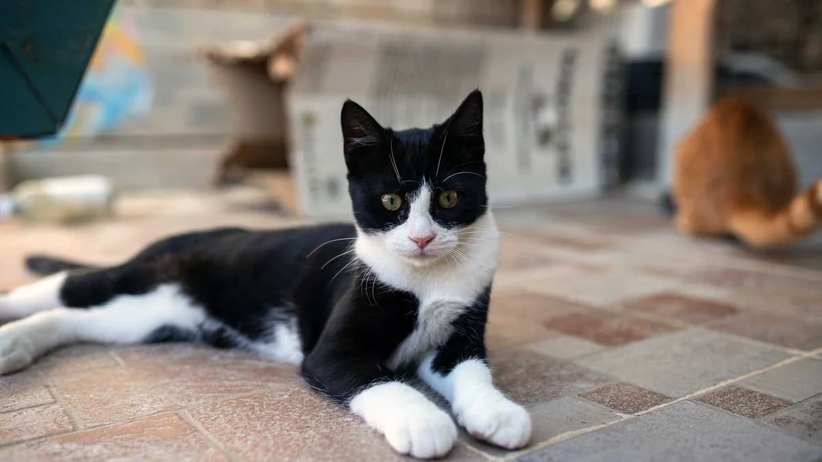 Isaac, Mixed Breed for adoption at Syros Cats, Syros