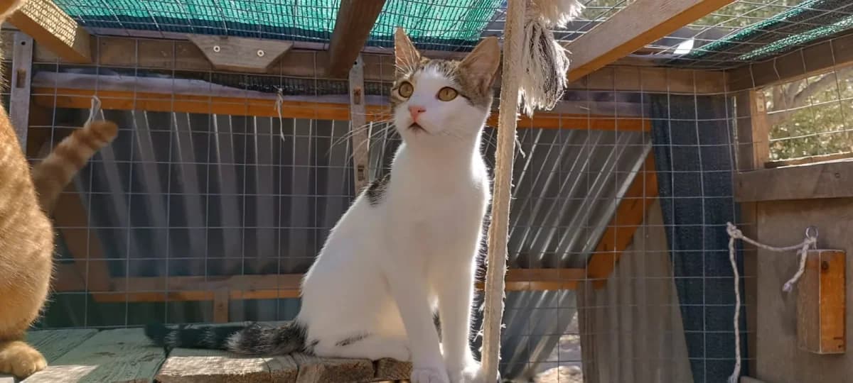 Virgule, Mixed Breed for adoption at Syros Cats, Syros