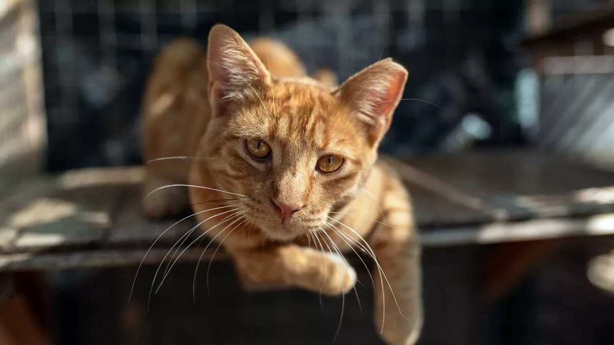 Fergus, Mixed Breed for adoption at Syros Cats, Syros