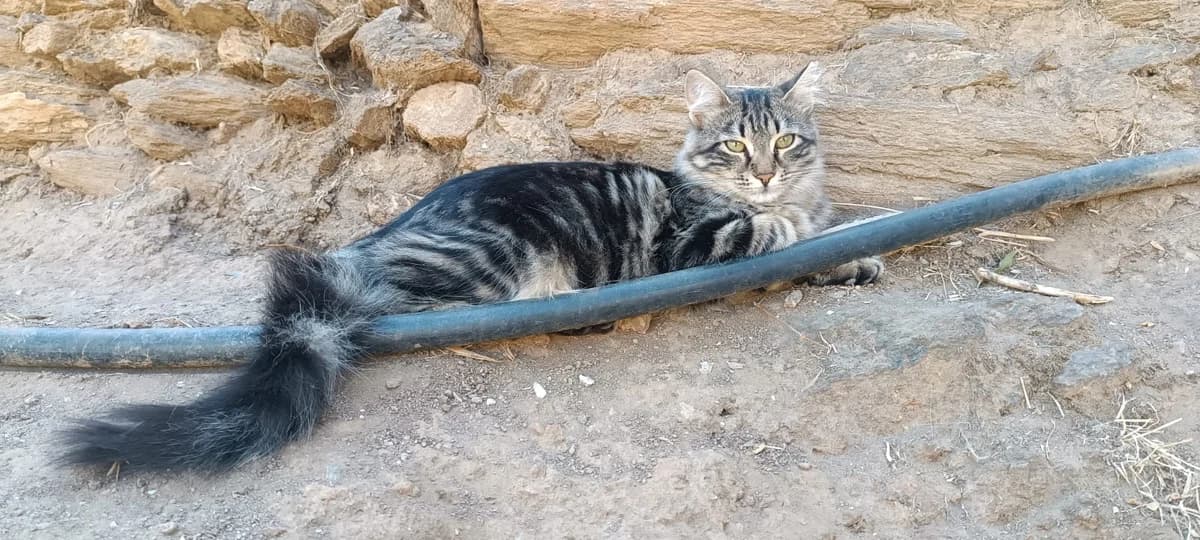Mel, Mixed Breed for adoption at Syros Cats, Syros