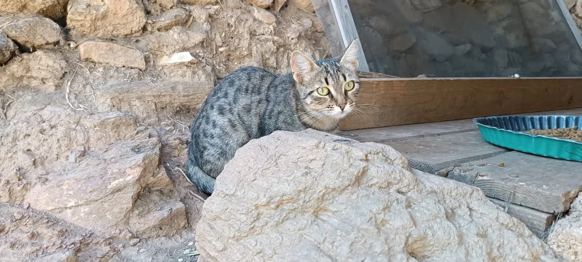 Adelaide, Mixed Breed for adoption at Syros Cats, Syros