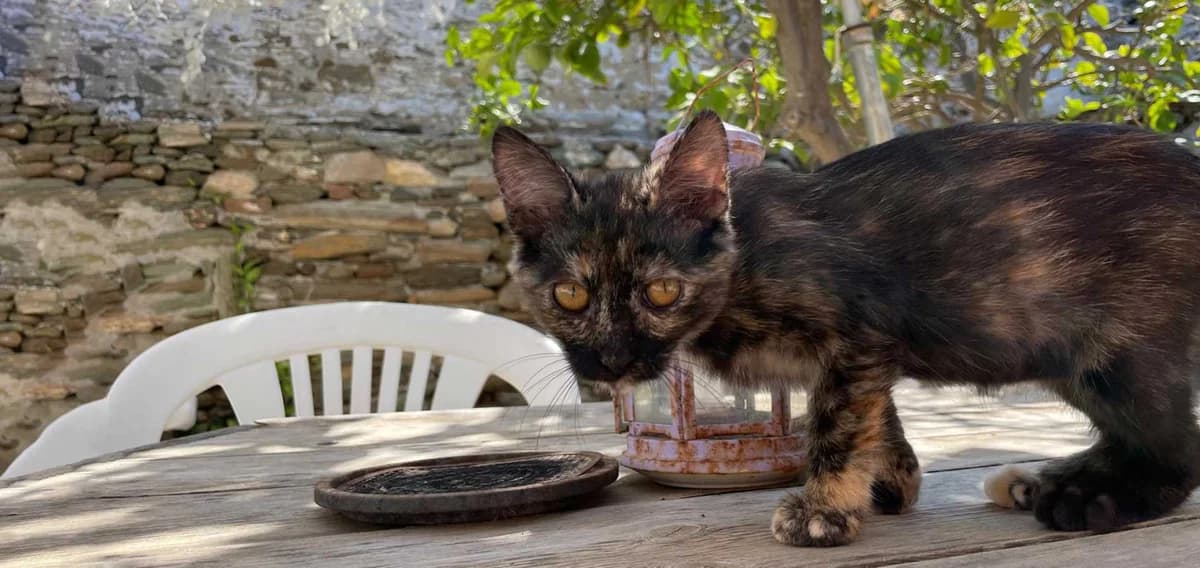 Colette, Mixed Breed for adoption at Syros Cats, Syros