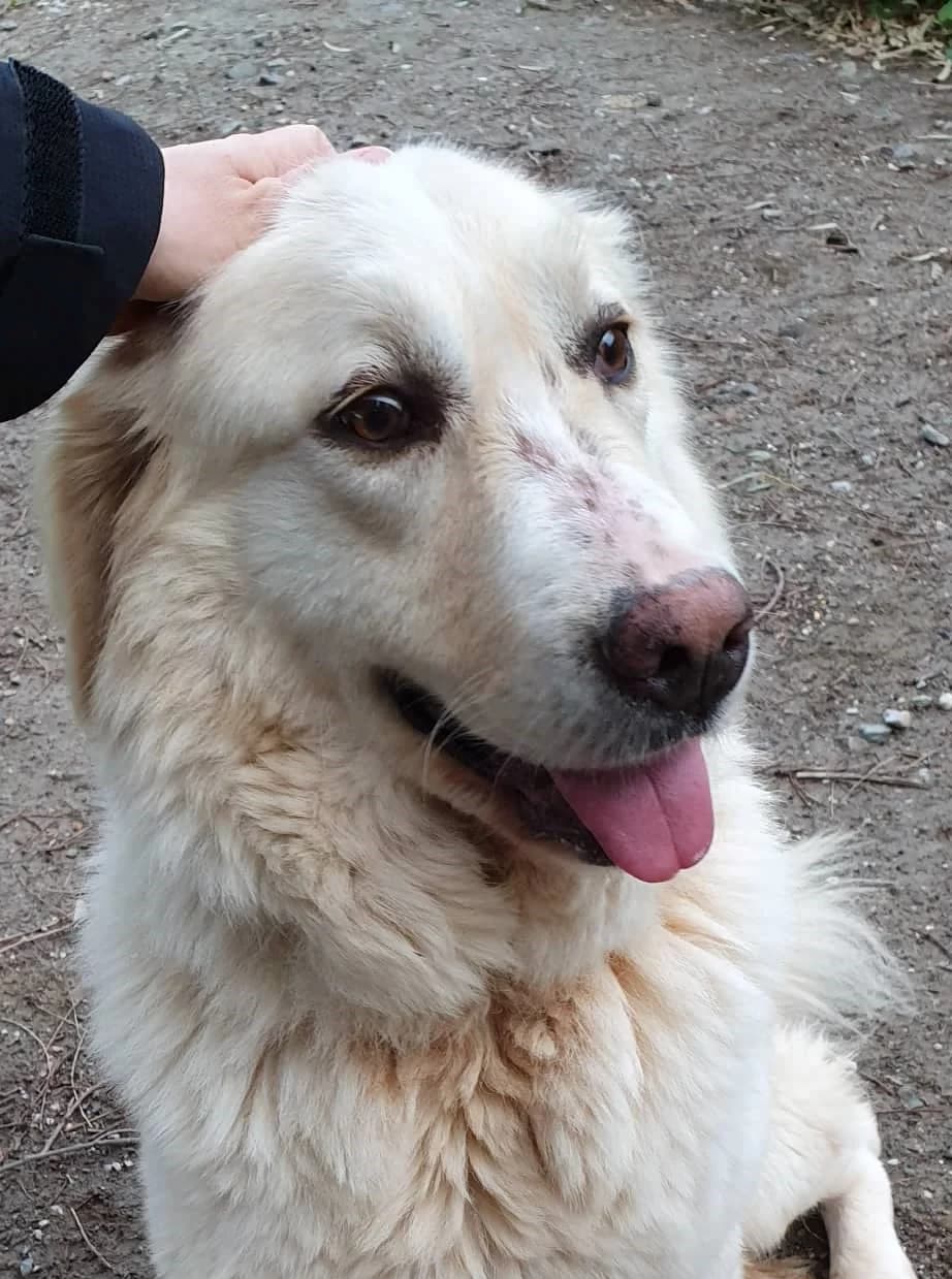 Adigoni, female 5yo Mixed Breed for adoption at Syros Stray Animal Shelter