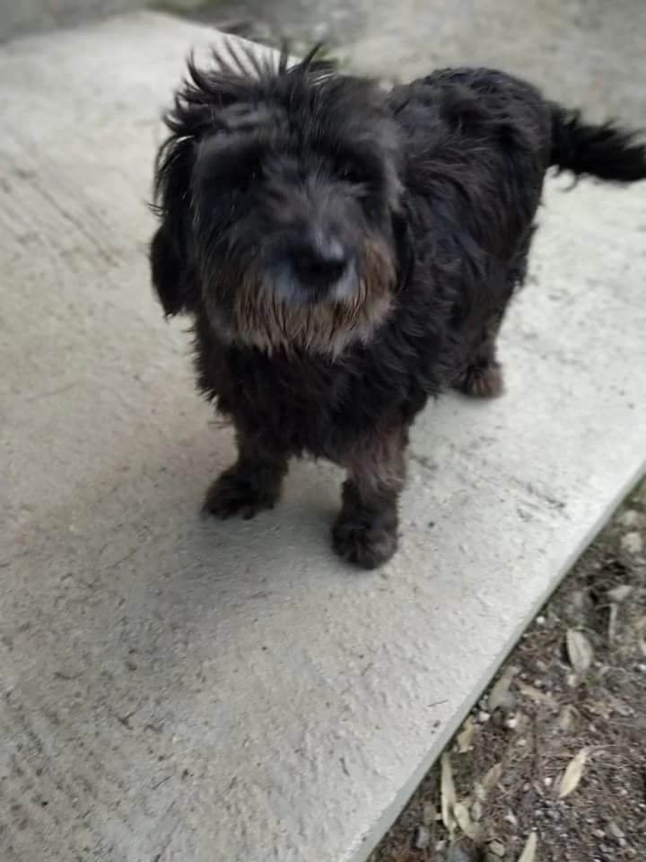 Beyon, female 6yo Mixed Breed for adoption at Syros Stray Animal Shelter