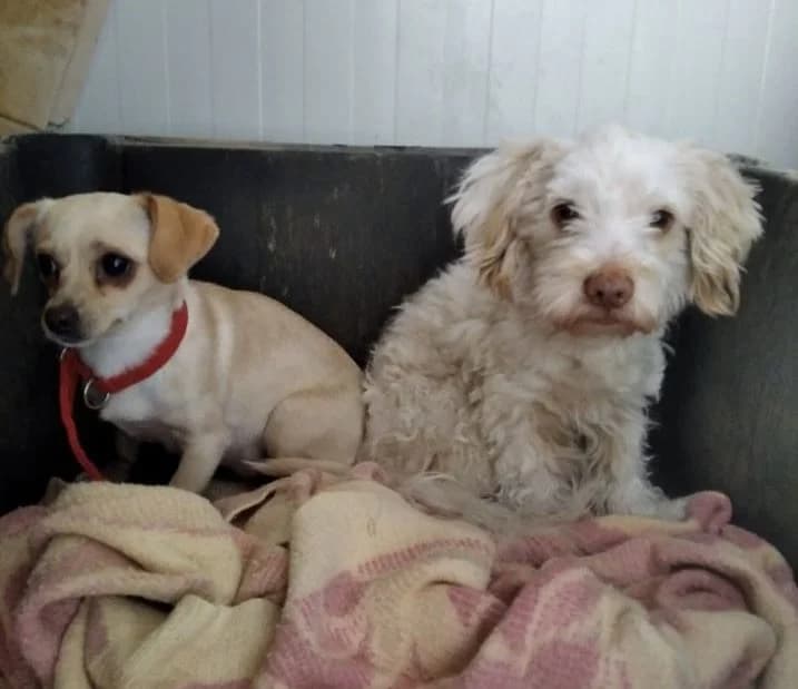 Mickey + Elsa, male 5yo Mixed Breed for adoption at Syros Stray Animal Shelter
