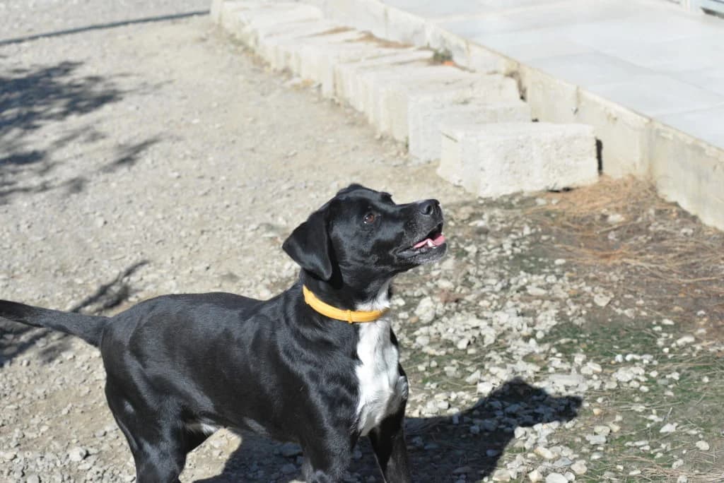 Souzi, female 4yo Mixed Breed for adoption at Syros Stray Animal Shelter