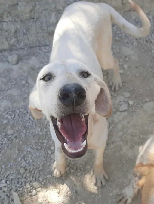 Adonis, male young mixed breed for adoption at Takis Shelter, Ierapetra