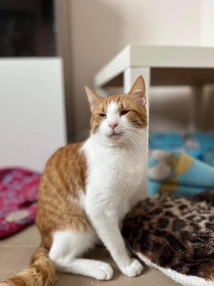 Lolek (Λόλεκ), Mixed Breed for adoption at ZEIL — Ζωοφιλική Ένωση Ηλιούπολης, Helioupoli (Athens)