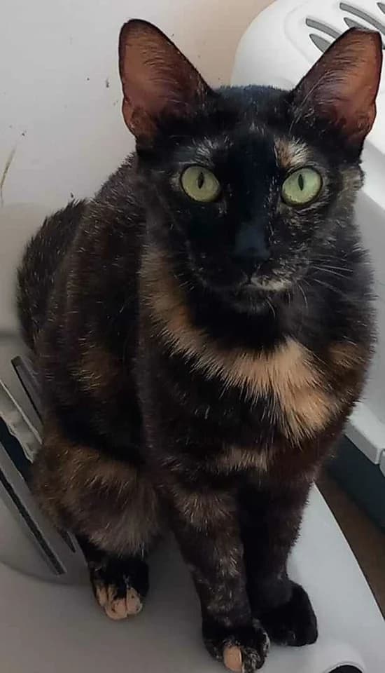 Oriana (Οριάνα), Mixed Breed for adoption at ZEIL — Ζωοφιλική Ένωση Ηλιούπολης, Helioupoli (Athens)