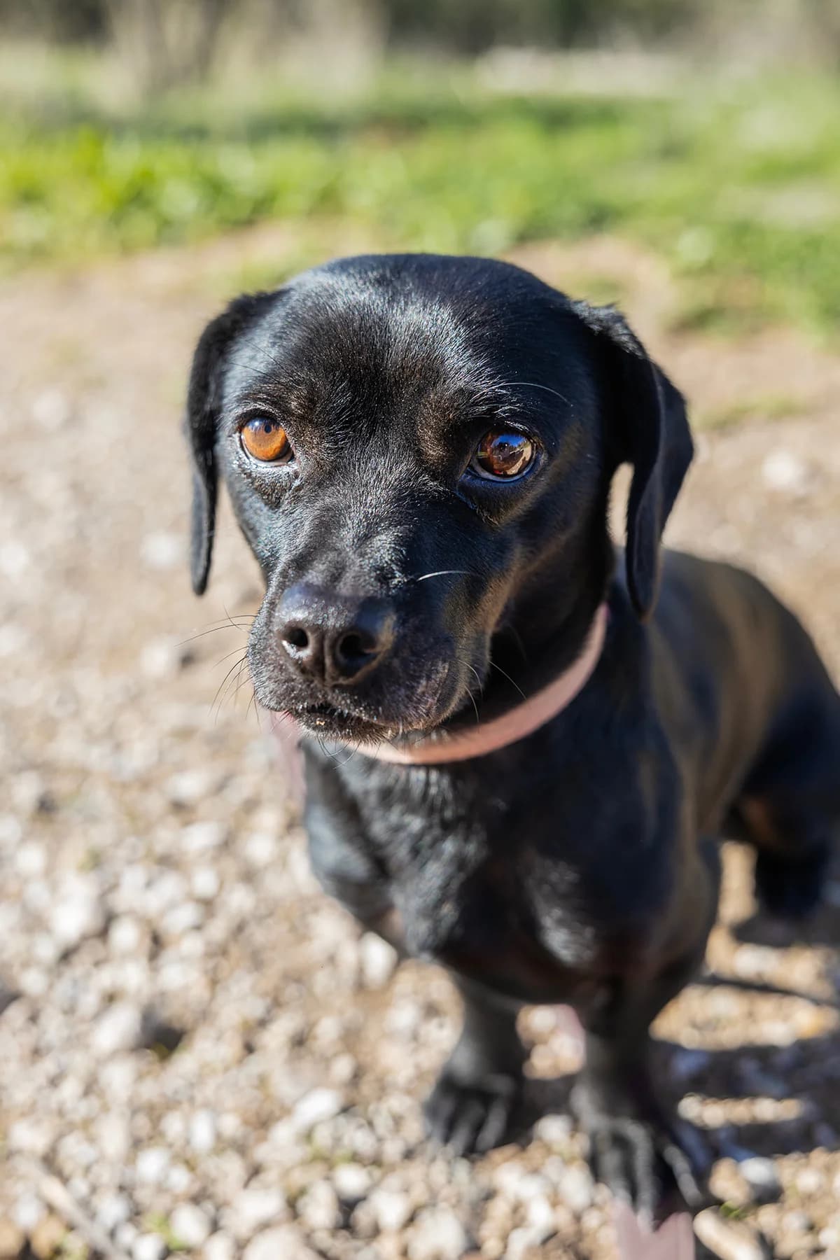Noir, Mixed Breed for adoption at ZEIL — Ζωοφιλική Ένωση Ηλιούπολης, Helioupoli (Athens)