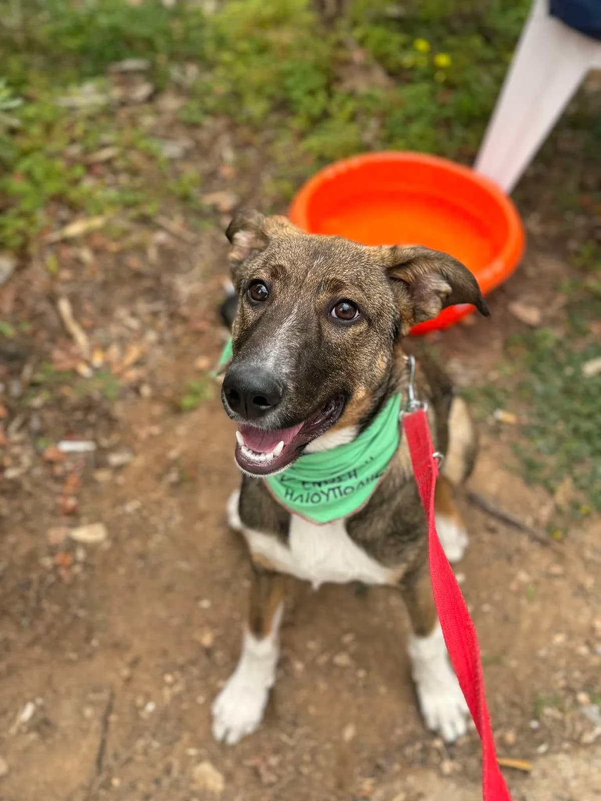 Svoyras (Σβούρας), Mixed Breed for adoption at ZEIL — Ζωοφιλική Ένωση Ηλιούπολης, Helioupoli (Athens)