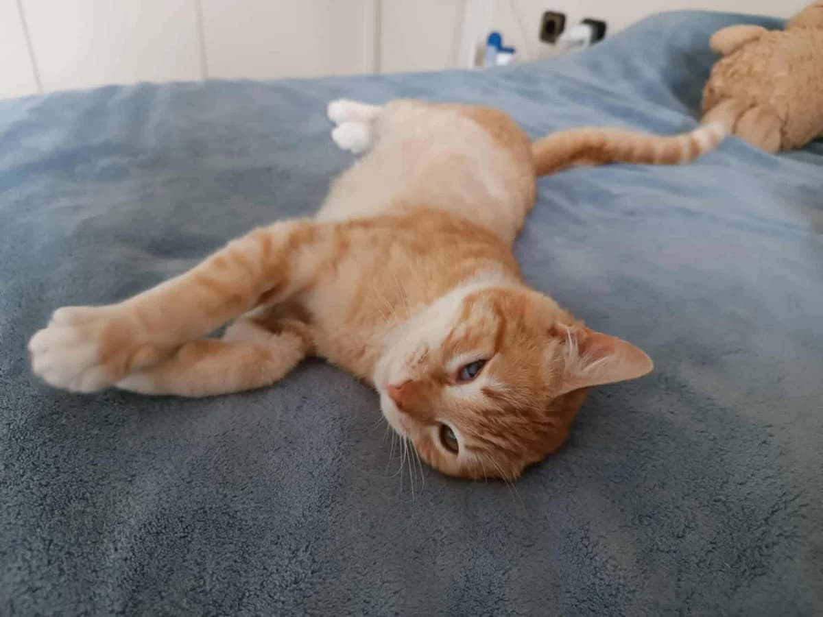 Momo (Μόμο), Mixed Breed for adoption at ZEIL — Ζωοφιλική Ένωση Ηλιούπολης, Helioupoli (Athens)