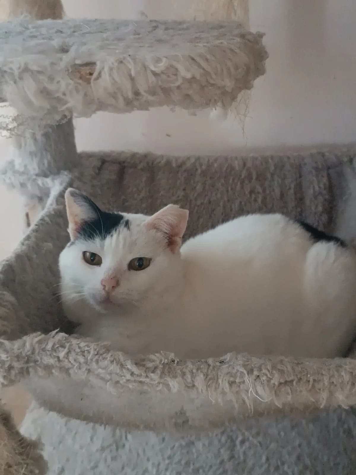 Ntona (Ντόνα), Mixed Breed for adoption at ZEIL — Ζωοφιλική Ένωση Ηλιούπολης, Helioupoli (Athens)