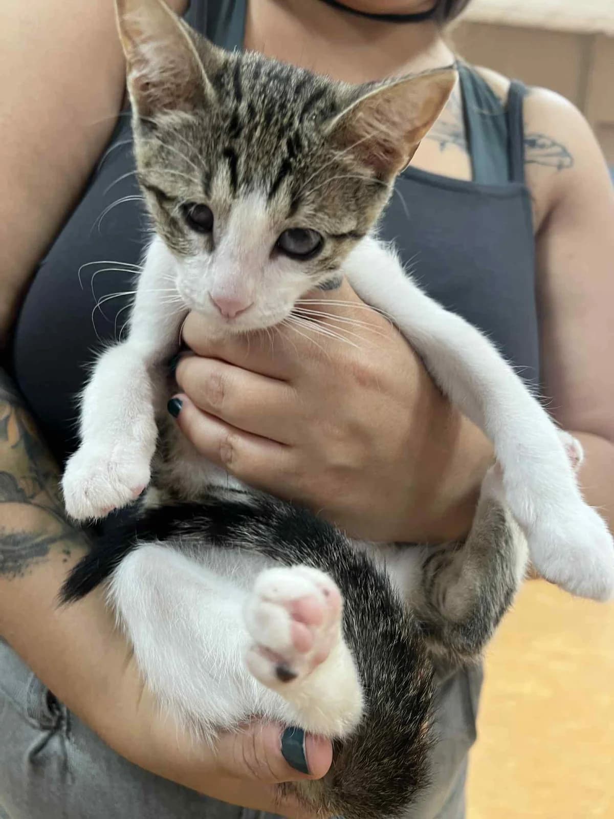Manolia (Μανόλια), Mixed Breed for adoption at ZEIL — Ζωοφιλική Ένωση Ηλιούπολης, Helioupoli (Athens)
