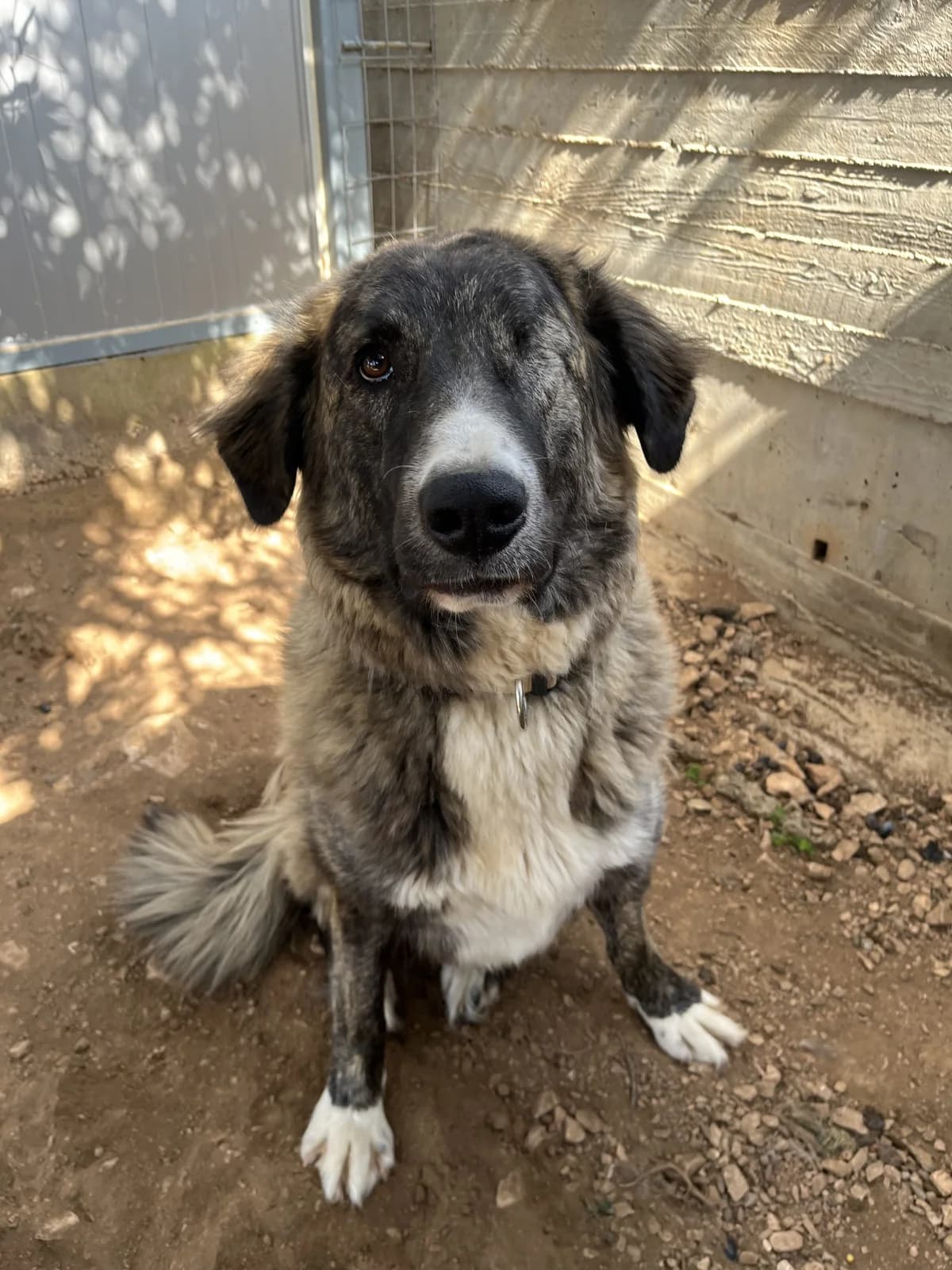 Tsofy (Τσόφυ), Mixed Breed for adoption at ZEIL — Ζωοφιλική Ένωση Ηλιούπολης, Helioupoli (Athens)