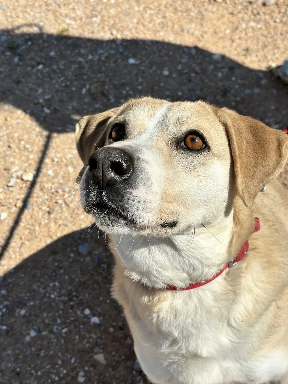 Ήra (Ήρα), Mixed Breed for adoption at ZEIL — Ζωοφιλική Ένωση Ηλιούπολης, Helioupoli (Athens)