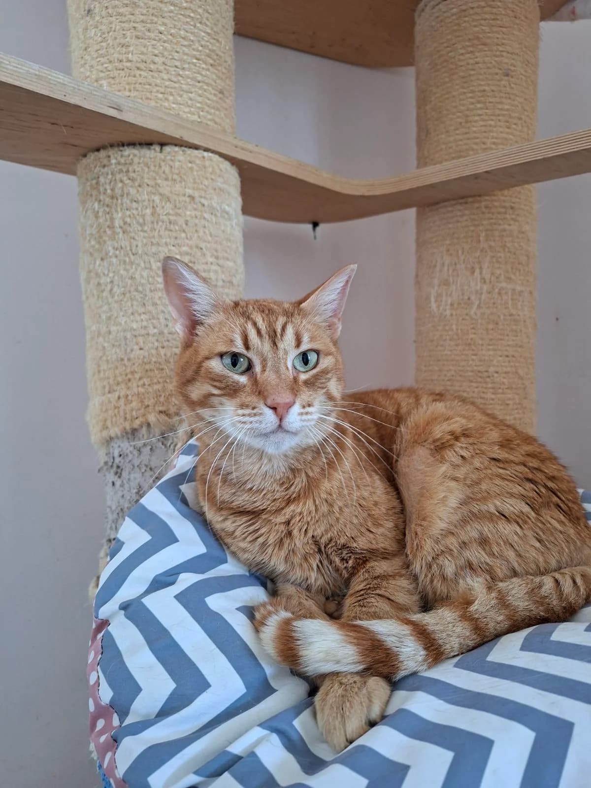 Panagiotis Lafagiet (Παναγιώτης Λαφαγιέτ), Mixed Breed for adoption at ZEIL — Ζωοφιλική Ένωση Ηλιούπολης, Helioupoli (Athens)