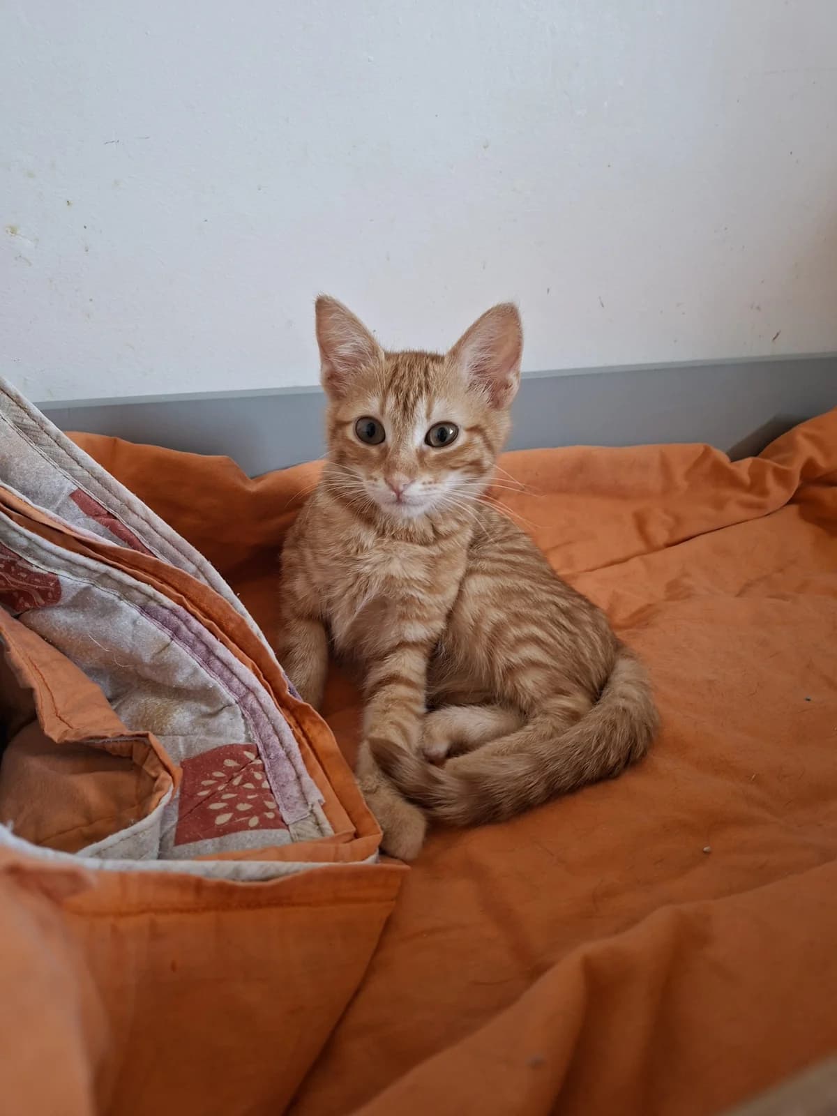 Melios (Μέλιος), Mixed Breed for adoption at ZEIL — Ζωοφιλική Ένωση Ηλιούπολης, Helioupoli (Athens)