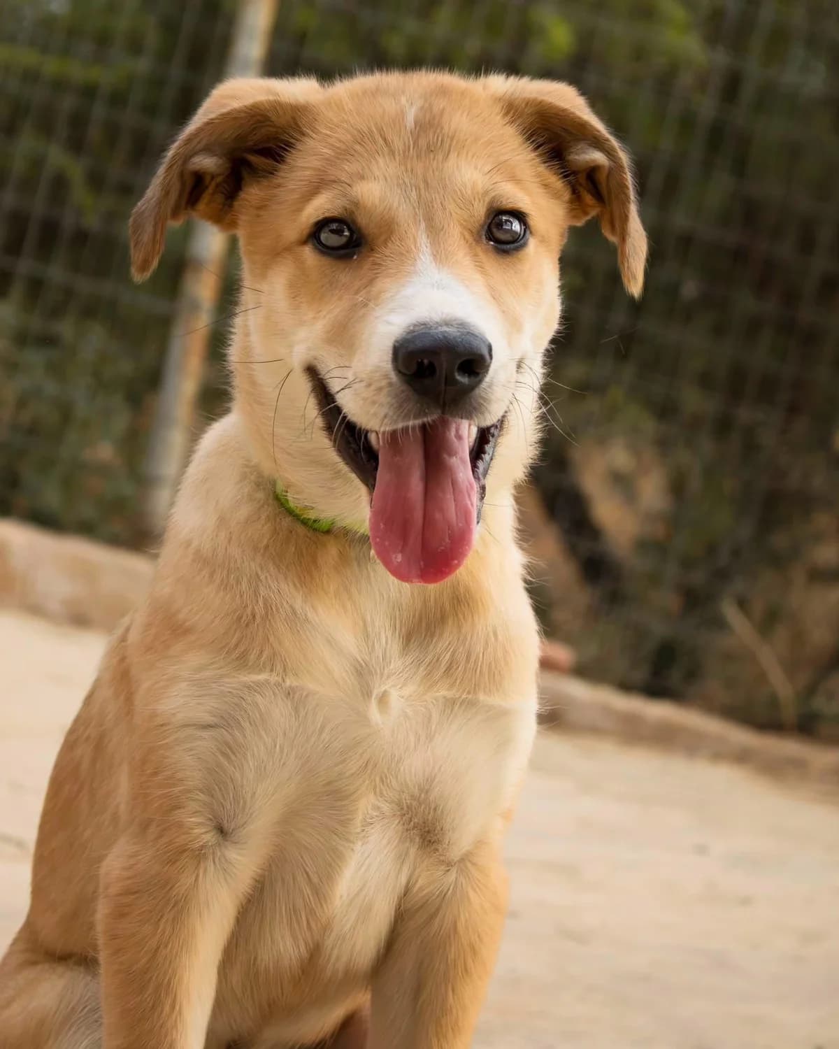 Loyfi (Λούφι), Mixed Breed for adoption at ZEIL — Ζωοφιλική Ένωση Ηλιούπολης, Helioupoli (Athens)