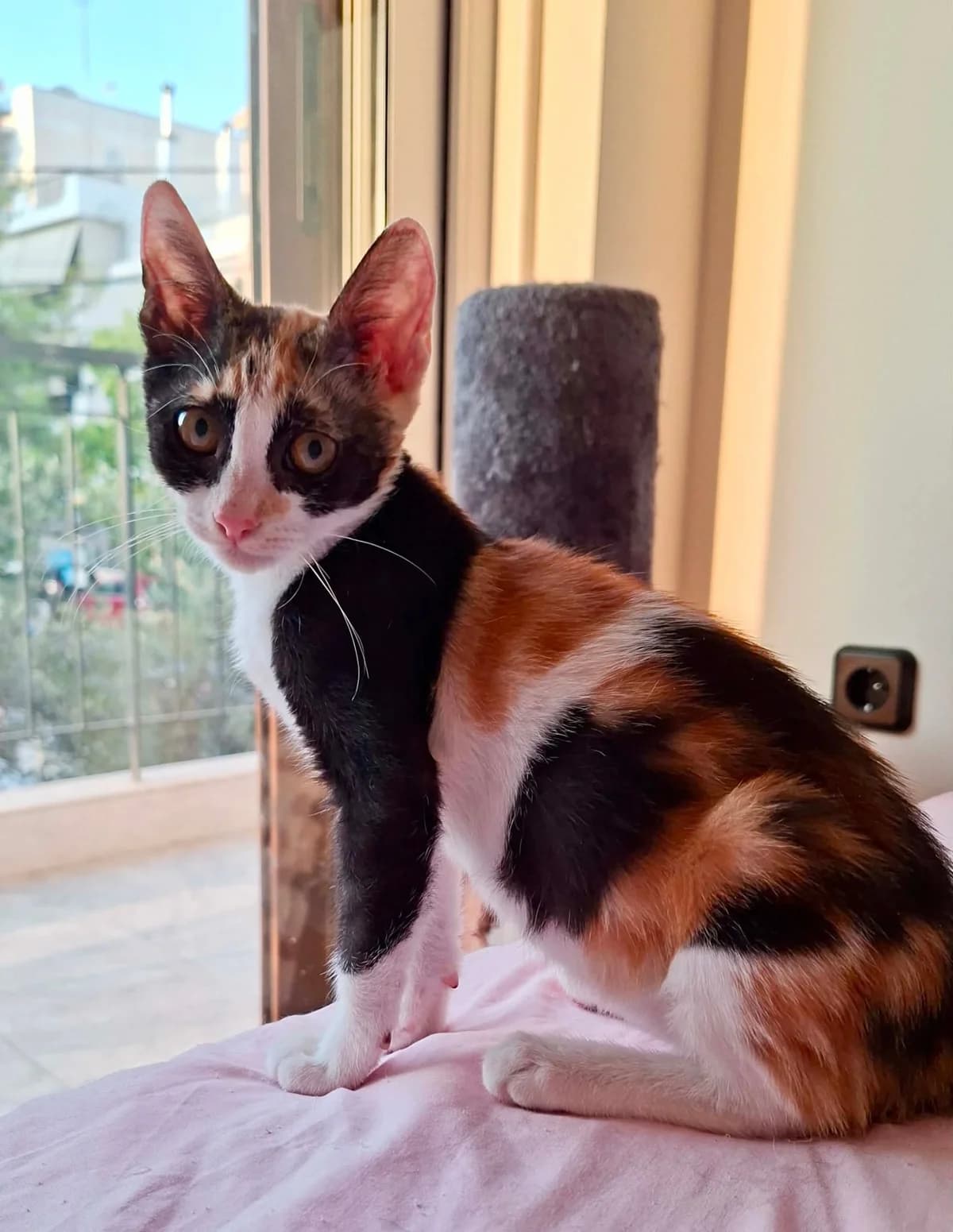 Fraoyla (Φράουλα), Mixed Breed for adoption at ZEIL — Ζωοφιλική Ένωση Ηλιούπολης, Helioupoli (Athens)