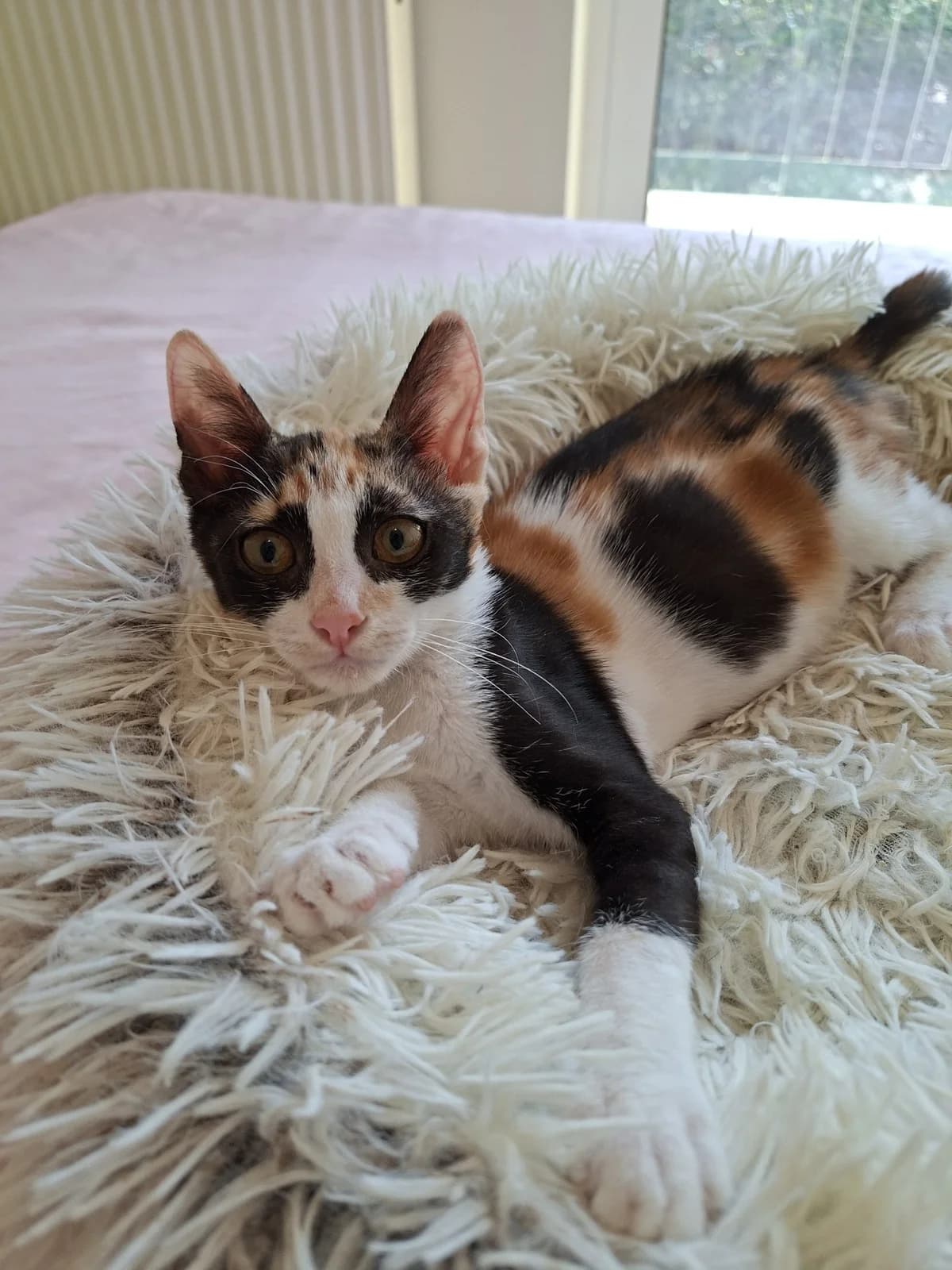 Fraoyla (Φράουλα), Mixed Breed for adoption at ZEIL — Ζωοφιλική Ένωση Ηλιούπολης, Helioupoli (Athens)