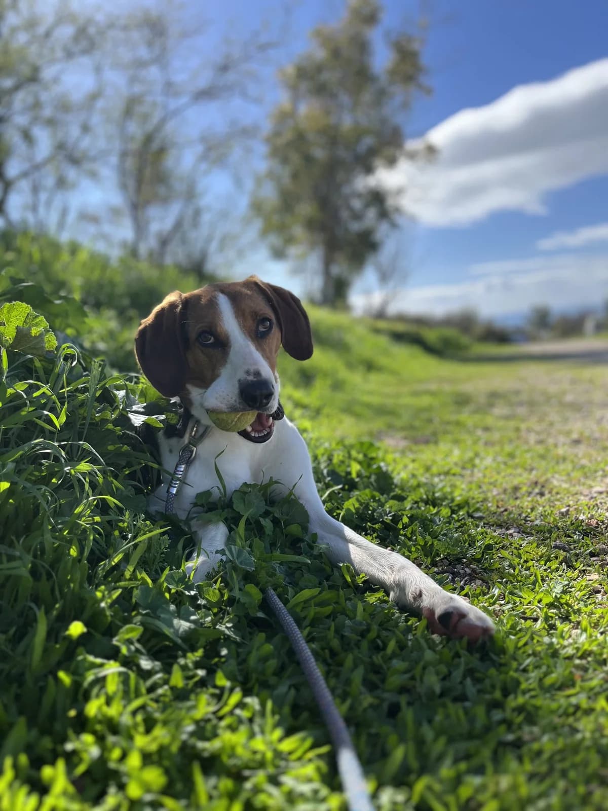 Roket (Ρόκετ), Mixed Breed for adoption at ZEIL — Ζωοφιλική Ένωση Ηλιούπολης, Helioupoli (Athens)