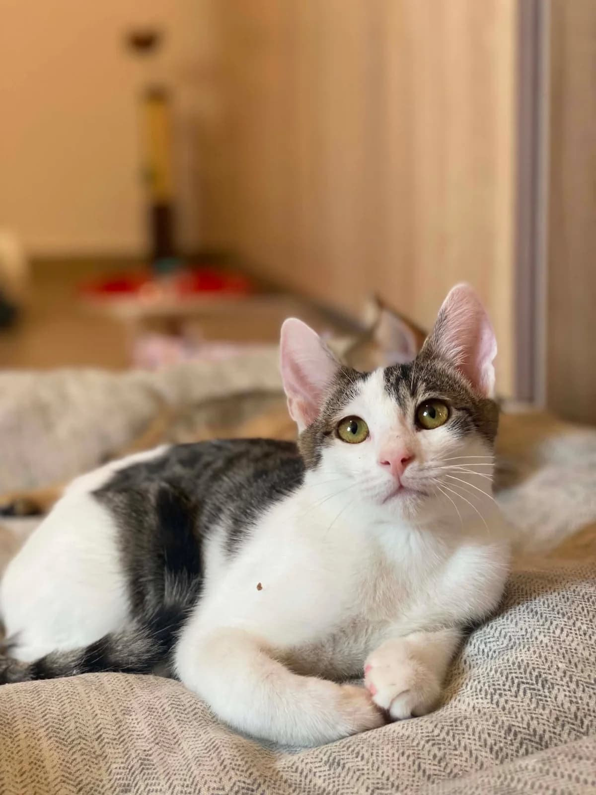 Parlas (Πάρλας), Mixed Breed for adoption at ZEIL — Ζωοφιλική Ένωση Ηλιούπολης, Helioupoli (Athens)