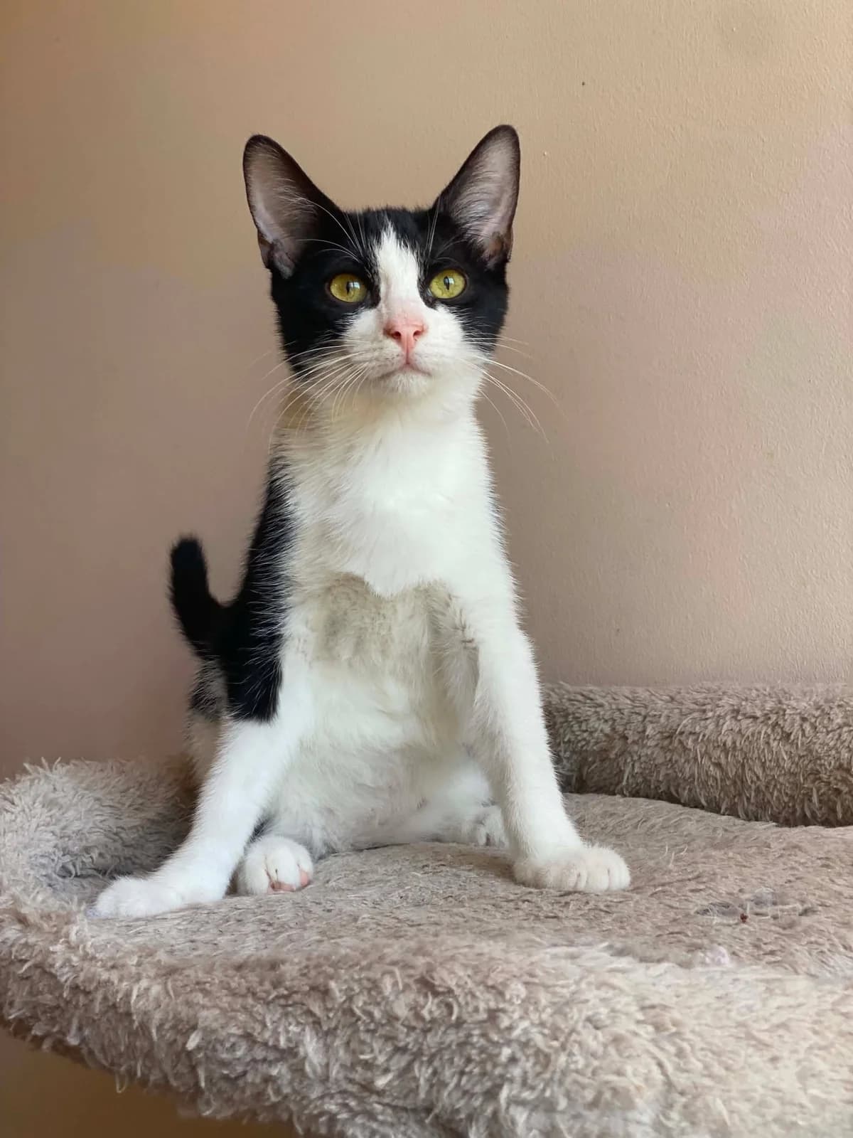 Sakis (Σάκης), Mixed Breed for adoption at ZEIL — Ζωοφιλική Ένωση Ηλιούπολης, Helioupoli (Athens)